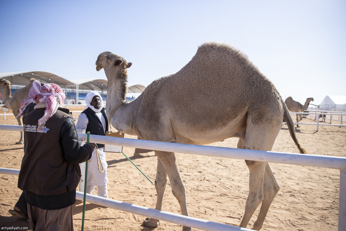 استعراض «القعدان»