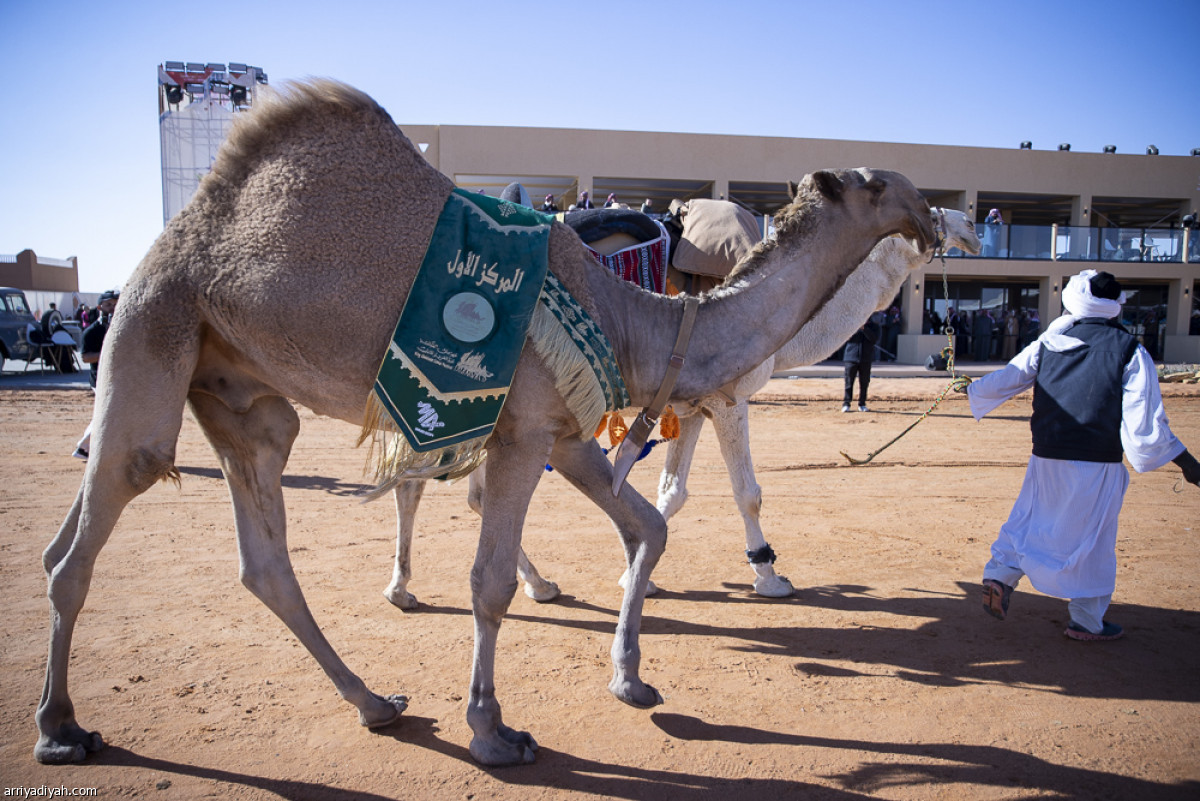 استعراض «القعدان»