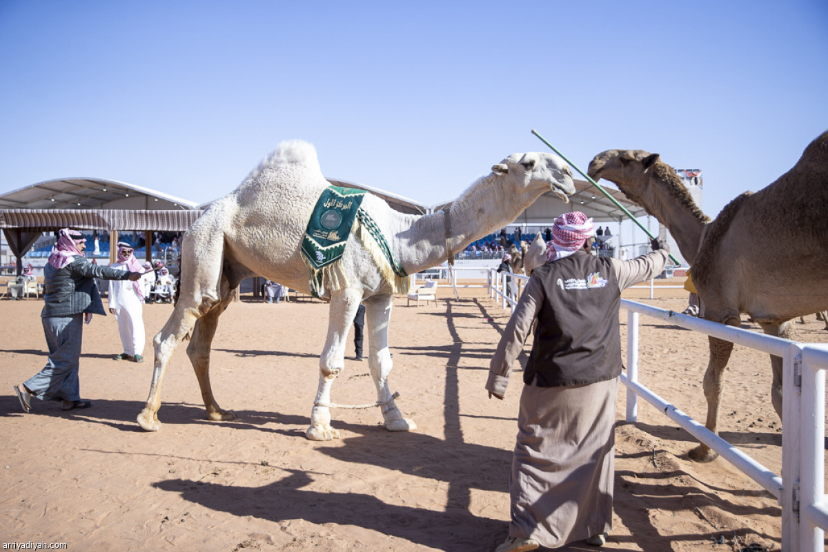 استعراض «القعدان»