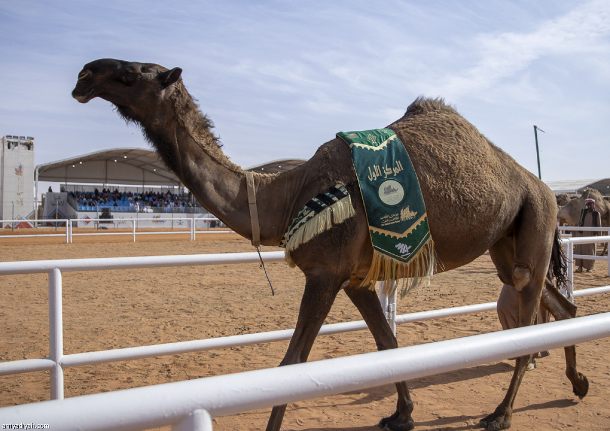 منافسات الجل