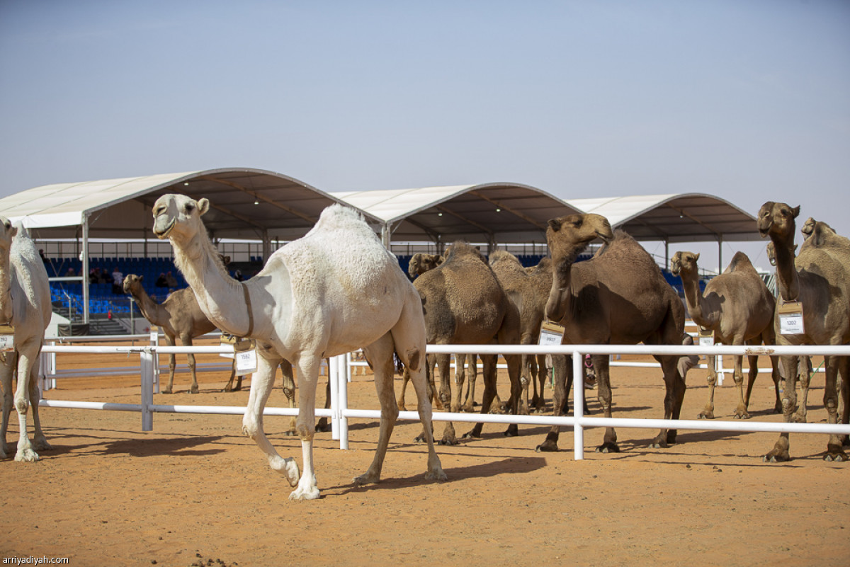 منافسات الجل