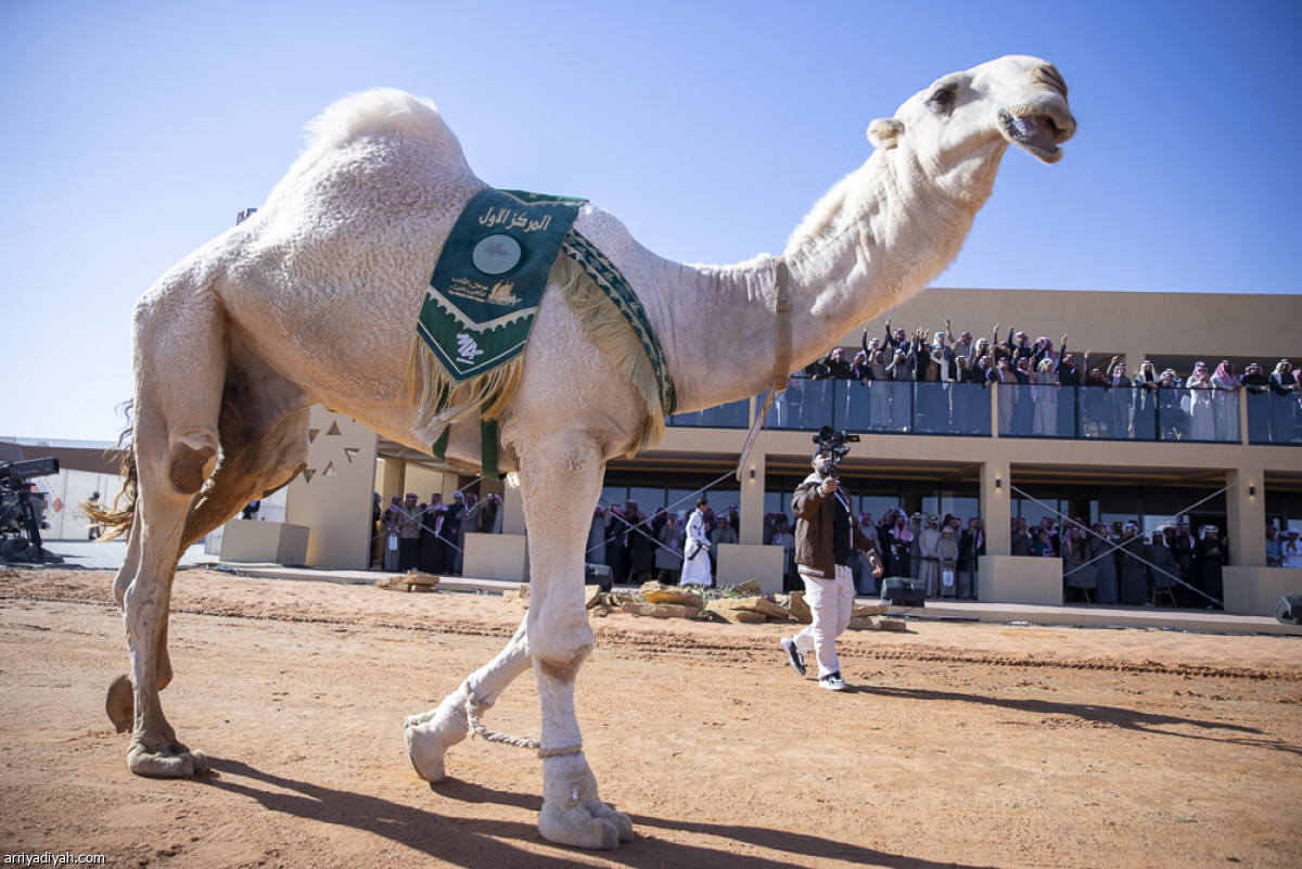 استعراض «القعدان»