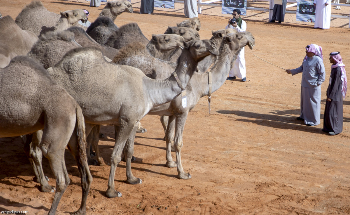 منافسات الجل